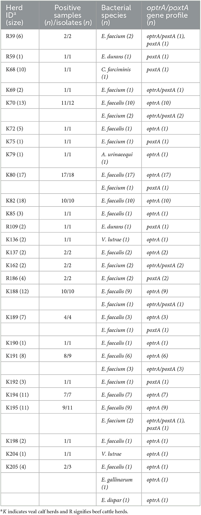 新品即決 Oxazolidinone | Frontiers resistance florfenicol in genes 着物・浴衣