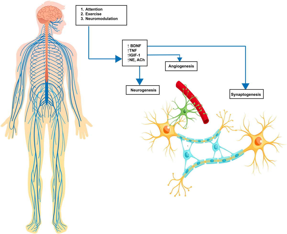 Frontiers | A review of combined neuromodulation and