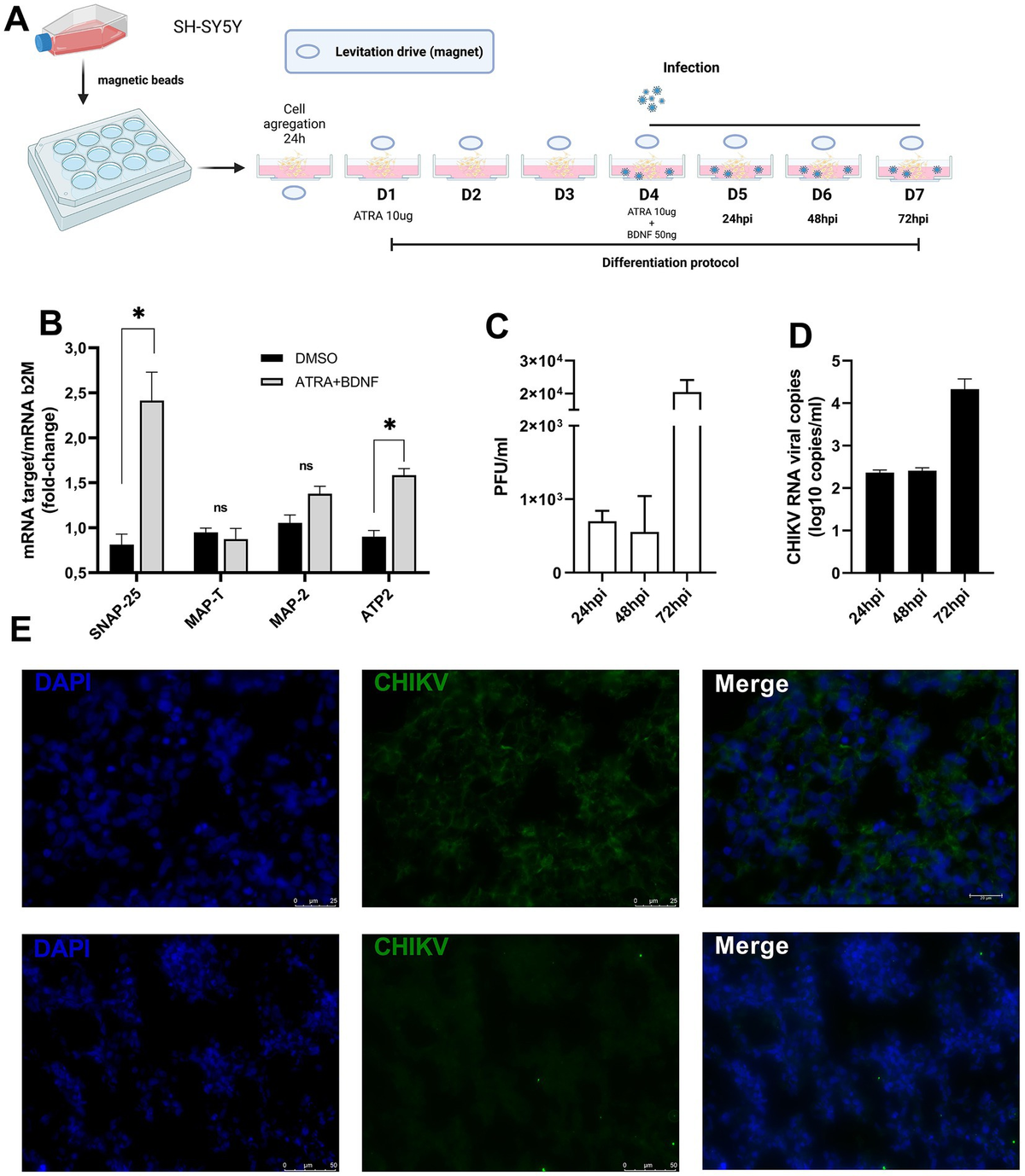 DNA / SCATTER THE BRAIN ジャパメタ VIRUS Origin and cell type specificity of mitochondrial DNA