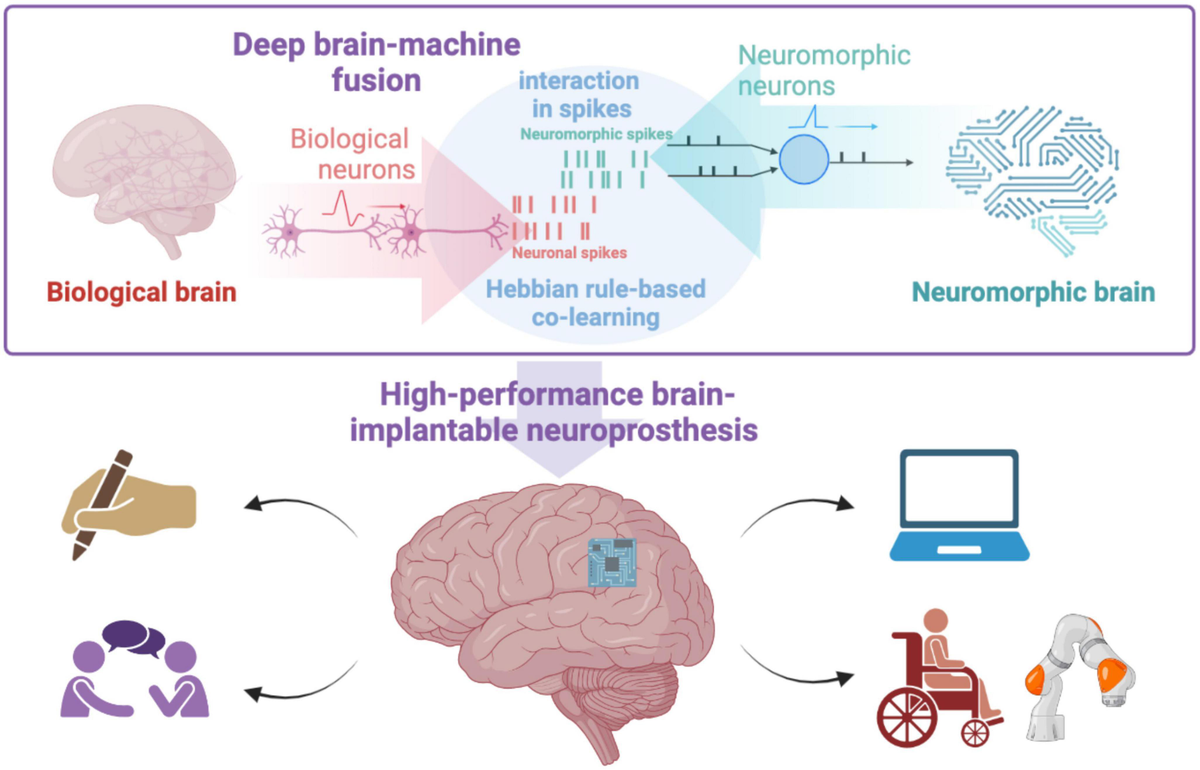 Frontiers | Neuromorphic computing facilitates deep brain-machine ...
