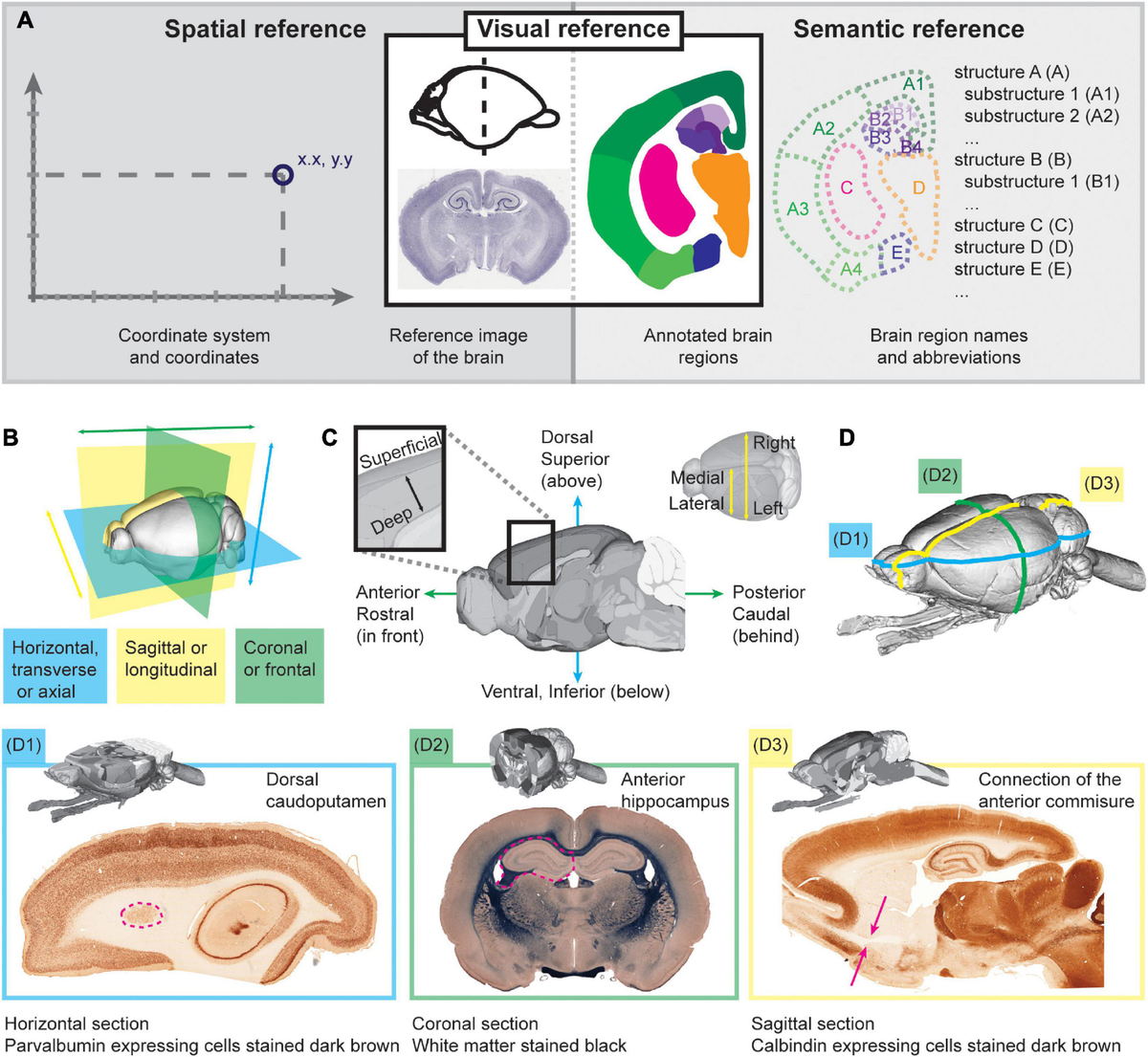 Brain Maps: Structure of the Rat Brain - Swanson, L.W.