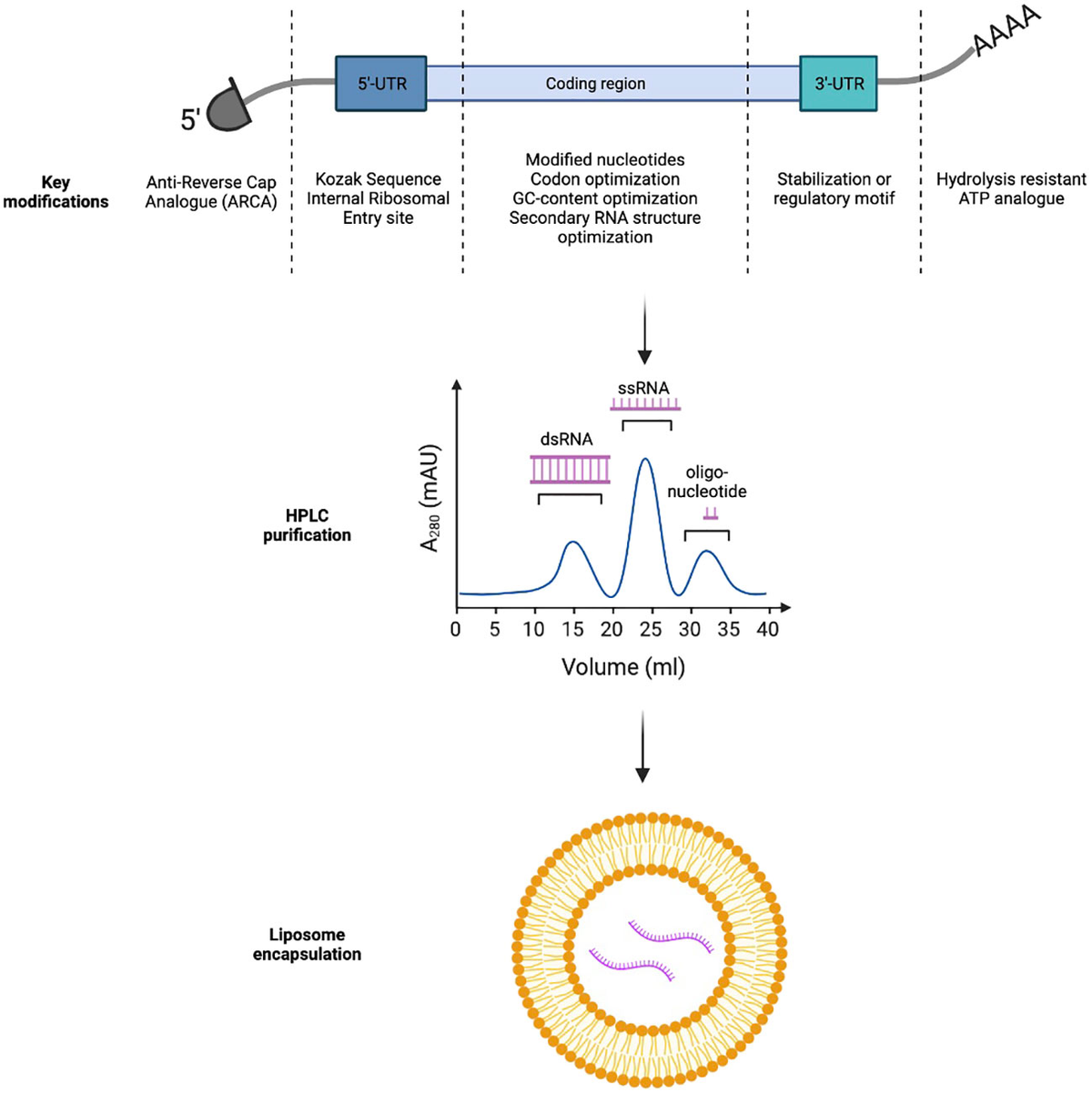 Frontiers | mRNA melanoma vaccine revolution spurred by the