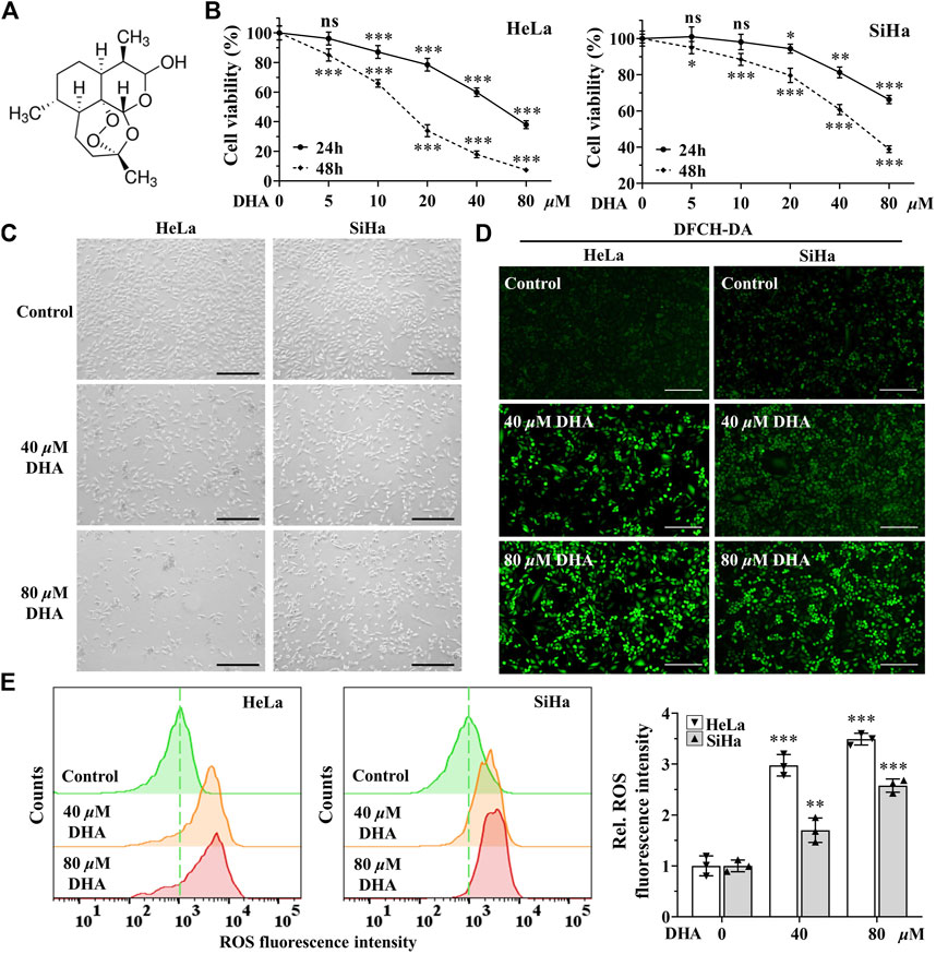 流行り の ブランド  Frontiers | to cancer cervical of Susceptibility グローブ