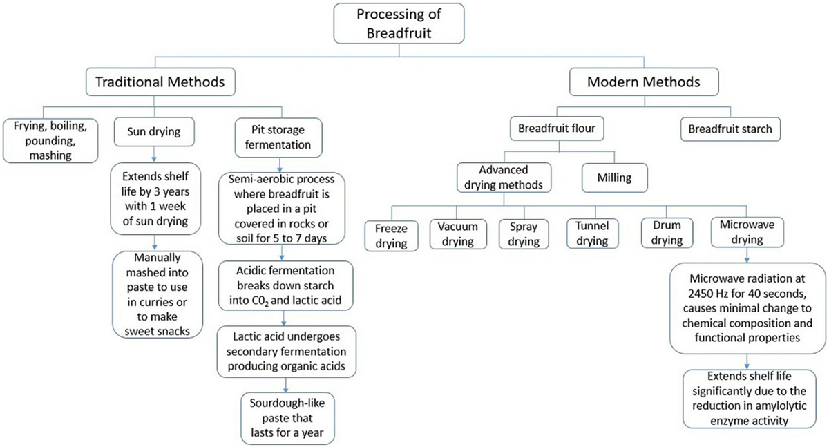 Frontiers Breadfruit (Artocarpus altilis): Processing nutritional