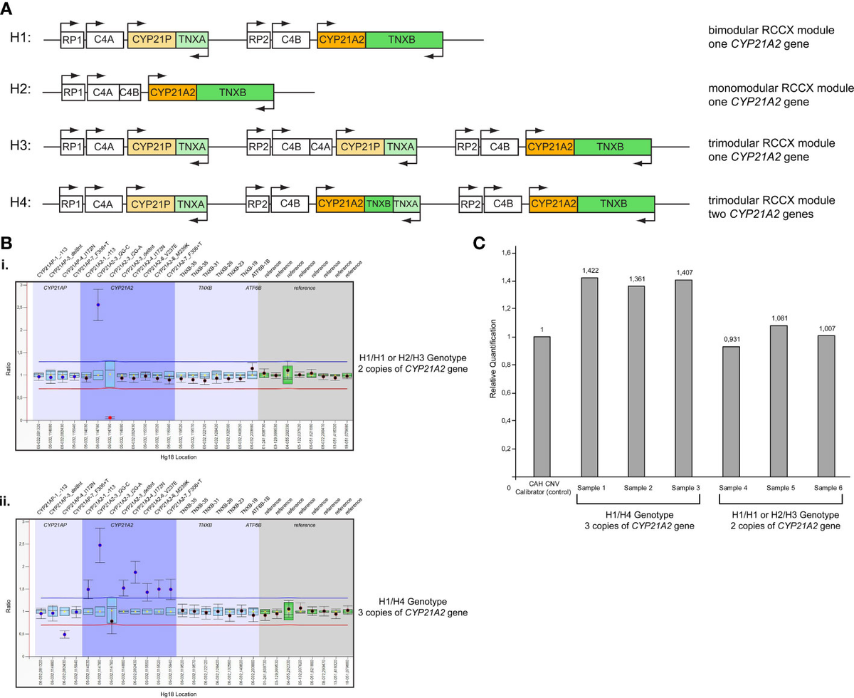 洋書 GENETIC CLASSIFICATION OF GLACIGENIC Frontiers | The Discrepancy Between Standard Histologic WHO