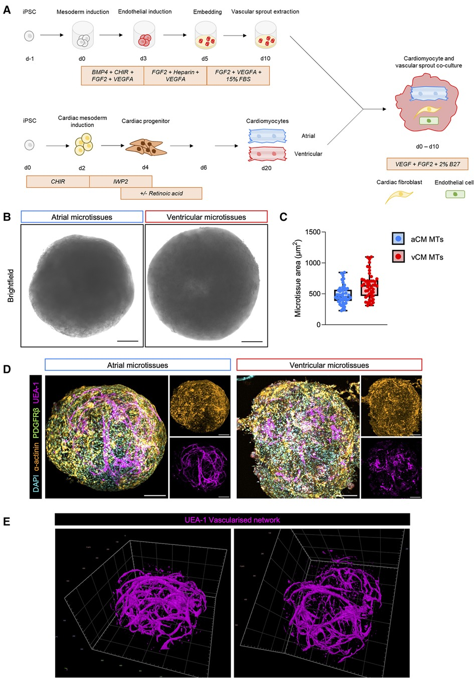 modelling-the-pathology-and-treatment-of-cardiac-fibrosis-in-vascularised-atrial-and-ventricular-cardiac-microtissues-frontiers