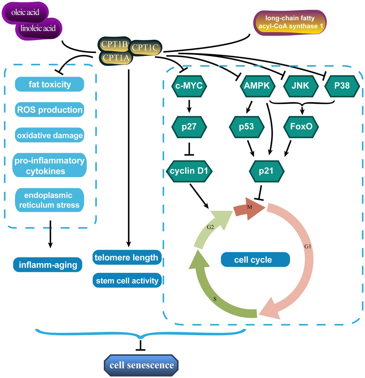 Frontiers | Lipid and glucose metabolism in senescence