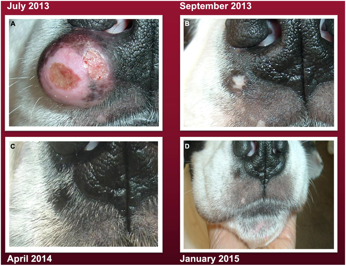 Mast cell tumor dog diet online