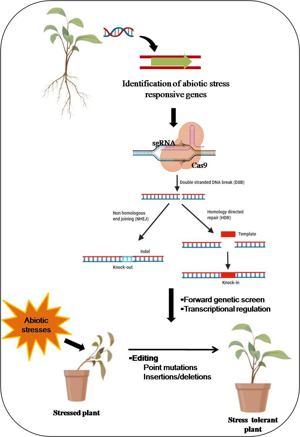 人気の雑貨がズラリ！ | Frontiers Application editing gene CRISPR/Cas9-mediated of その他
