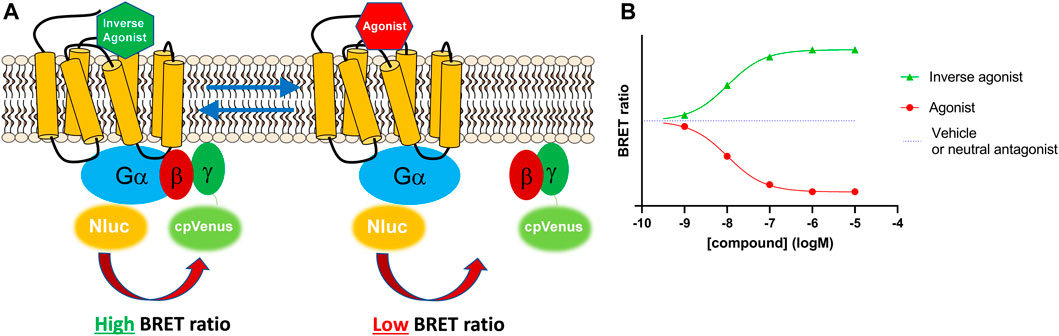 Frontiers | Development of a membrane-based Gi-CASE
