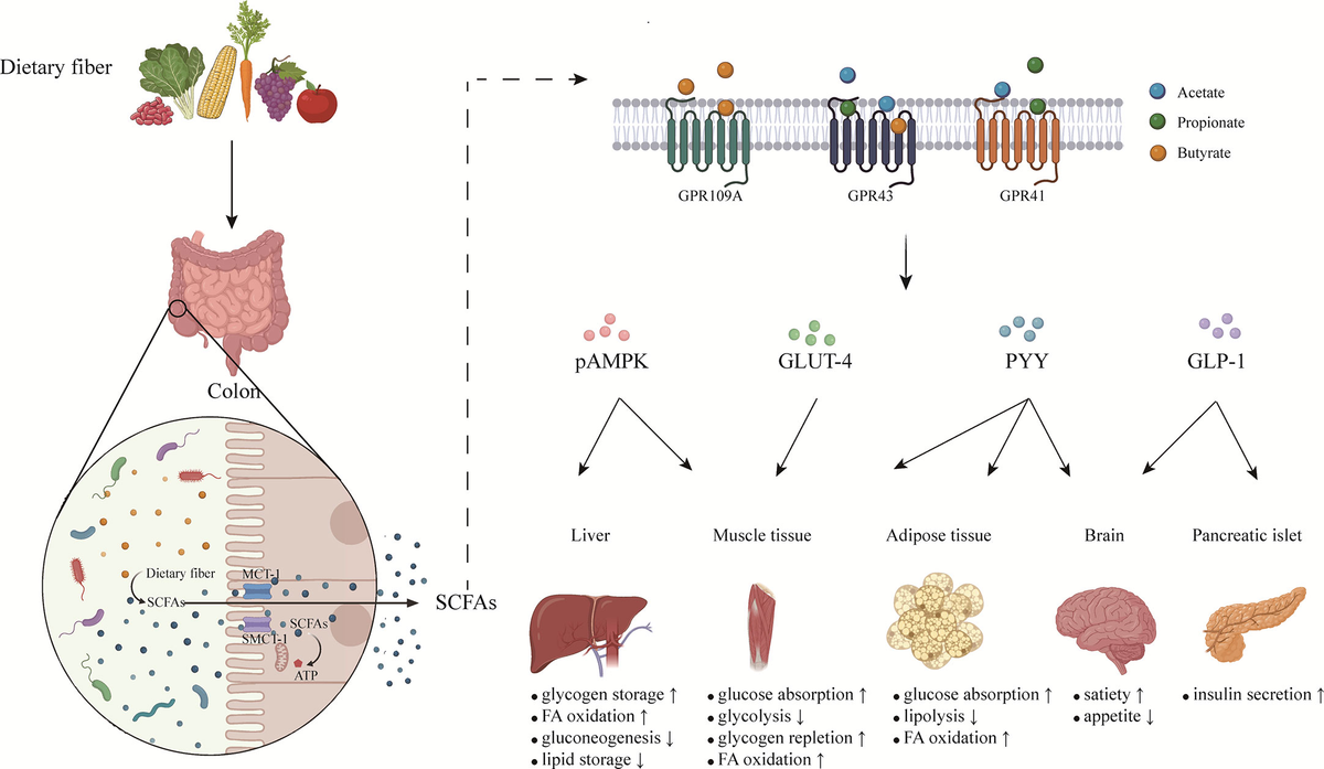 【即発送可能】 Frontiers acids fatty short-chain microbiota-derived Gut | 財布・ケース・小物入れ