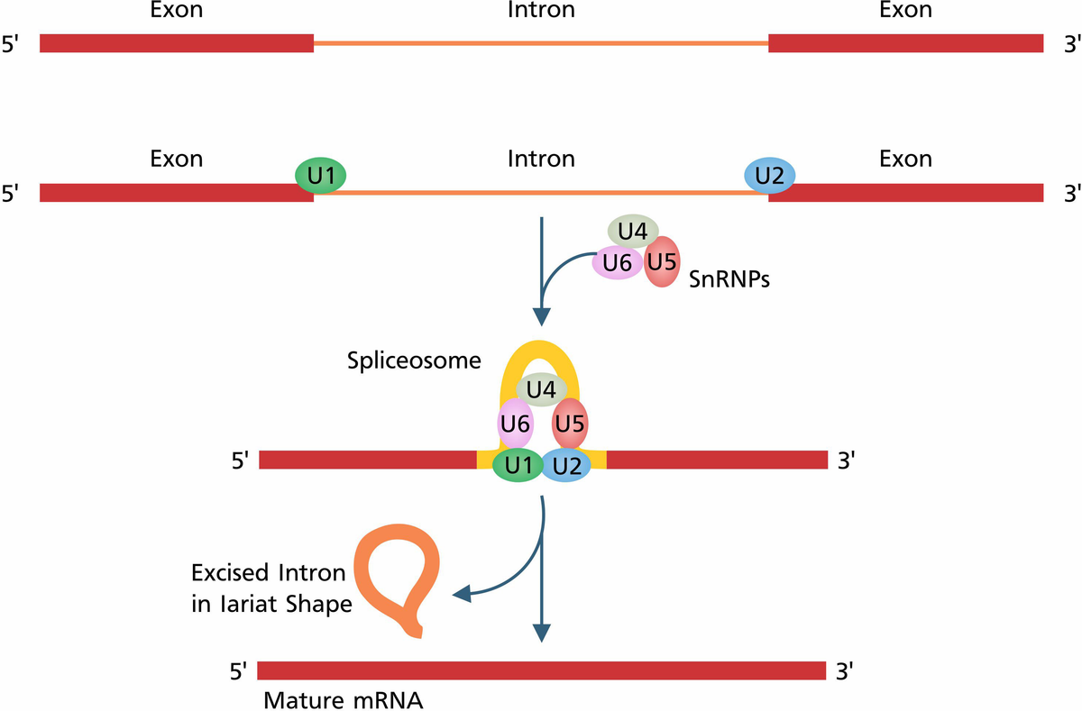 Frontiers | Alternative splicing: transcriptional regulatory network in ...