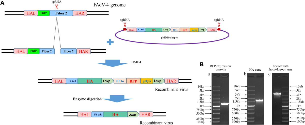 Ｒt Frontiers | An efficient double-fluorescence approach for