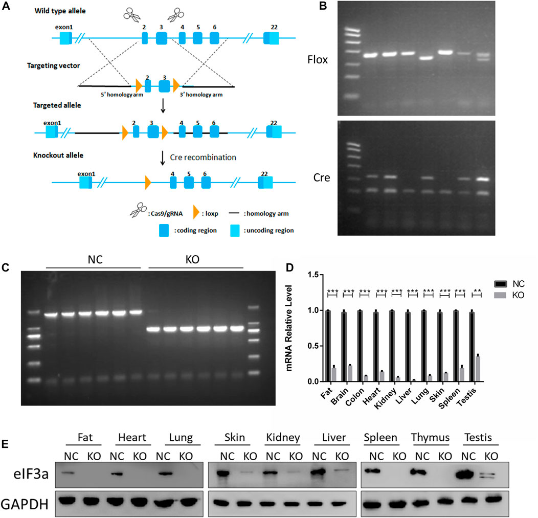 Lena Anderson Als scan  Frontiers | Proteomic profiling of eIF3a conditional knockout mice