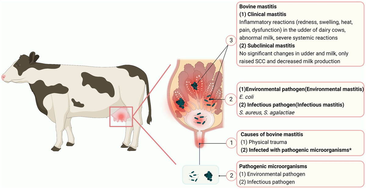 Best antibiotic for mastitis in dogs top