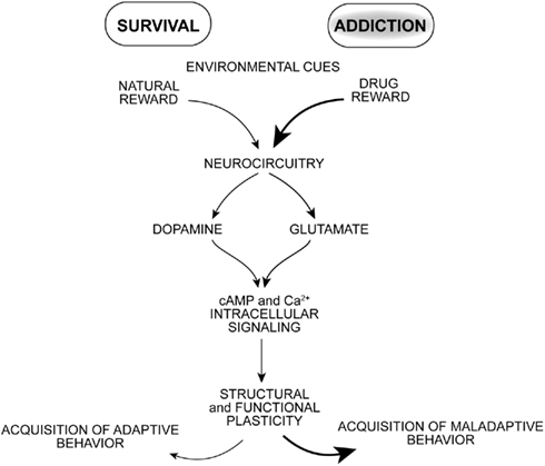 Frontiers | Striatal Signal Transduction and Drug Addiction