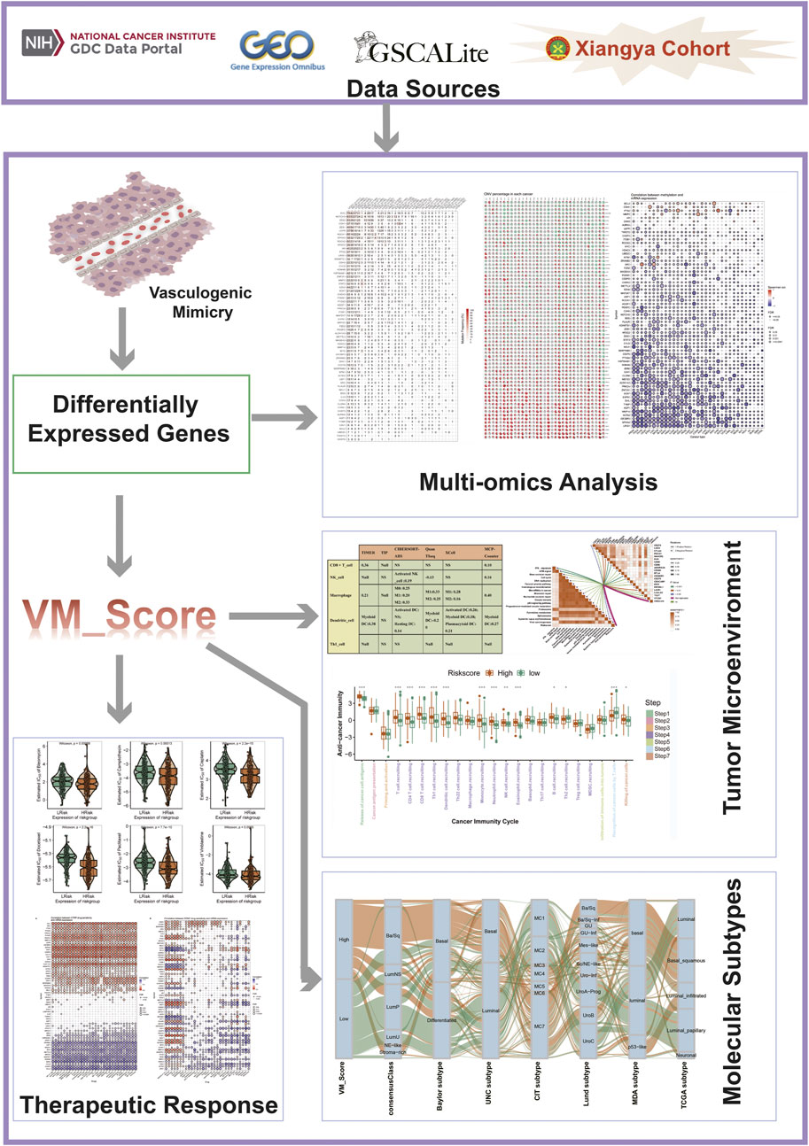 Frontiers | Molecular vasculogenic mimicry–Related Frontiers | Molecular vasculogenic mimicry–Related