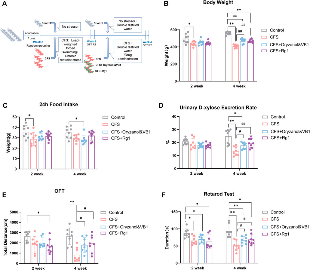 Frontiers | Ginsenoside Rg1 can reverse fatigue behavior in
