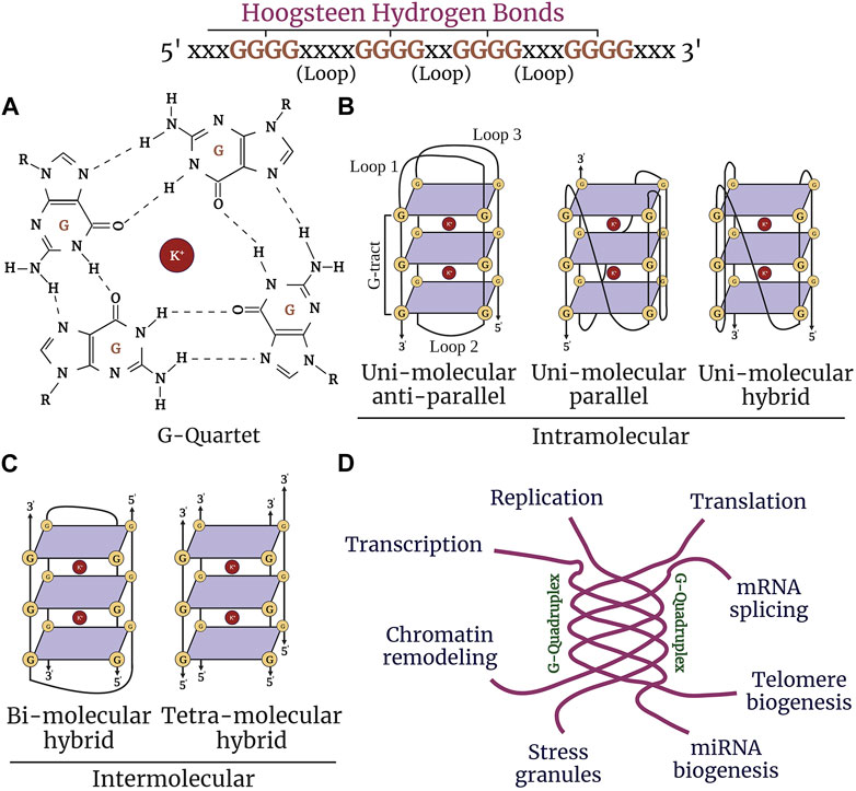 Frontiers | G-quadruplexes and associated proteins in aging Frontiers | G-quadruplexes and associated proteins in aging