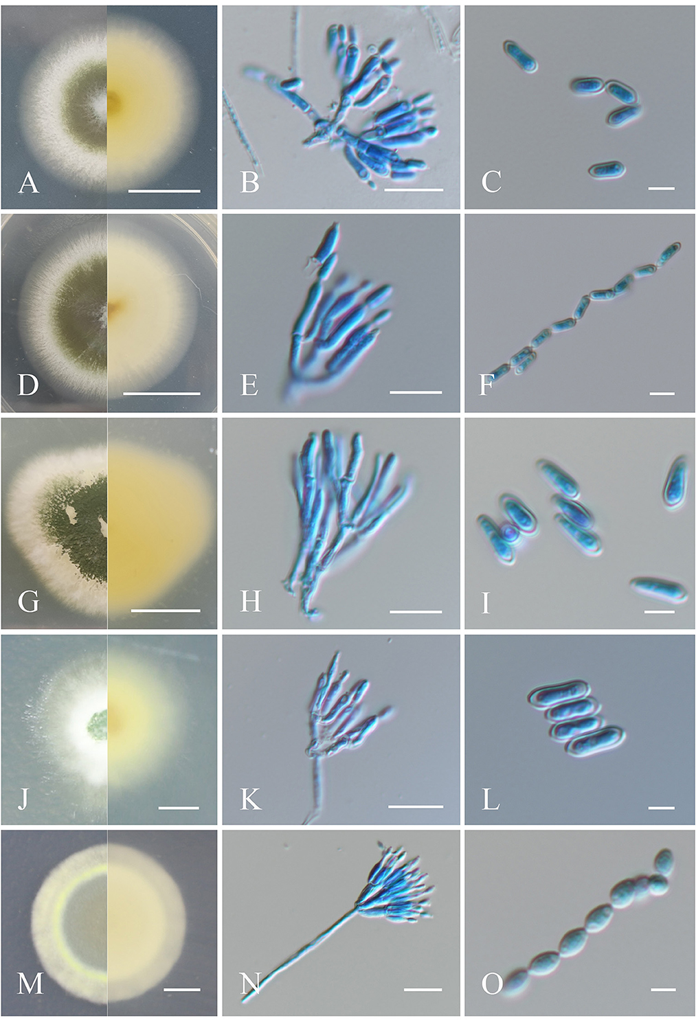 Frontiers | Isolation of a highly virulent Metarhizium