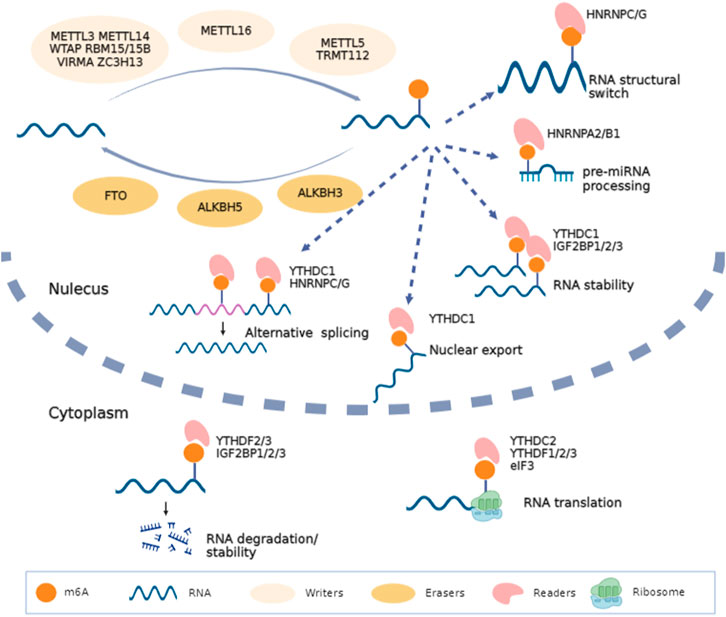 Frontiers | N6-methyladenosine modifications in maternal