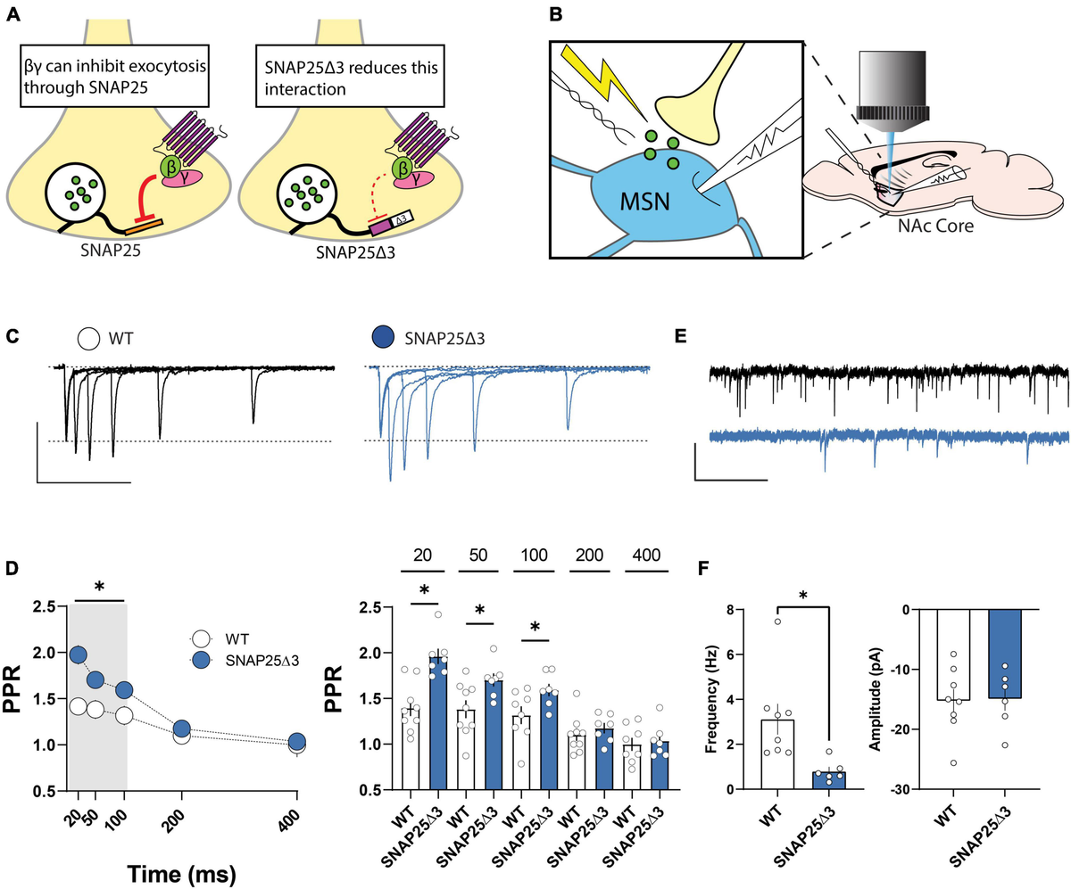 Frontiers | SNAP25 differentially contributes to Gi/o