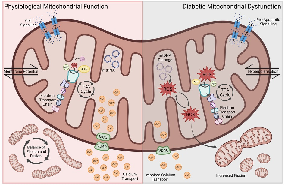 Frontiers | Effects of non-coding RNAs and RNA-binding