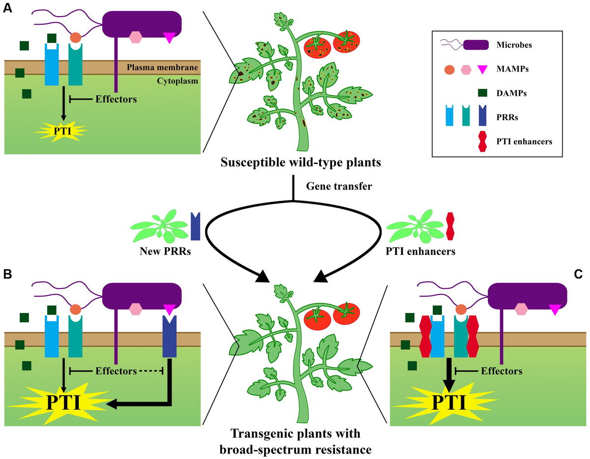 何でも揃う Frontiers | Enhancing crop innate immunity: new promising trends ヘッドホン