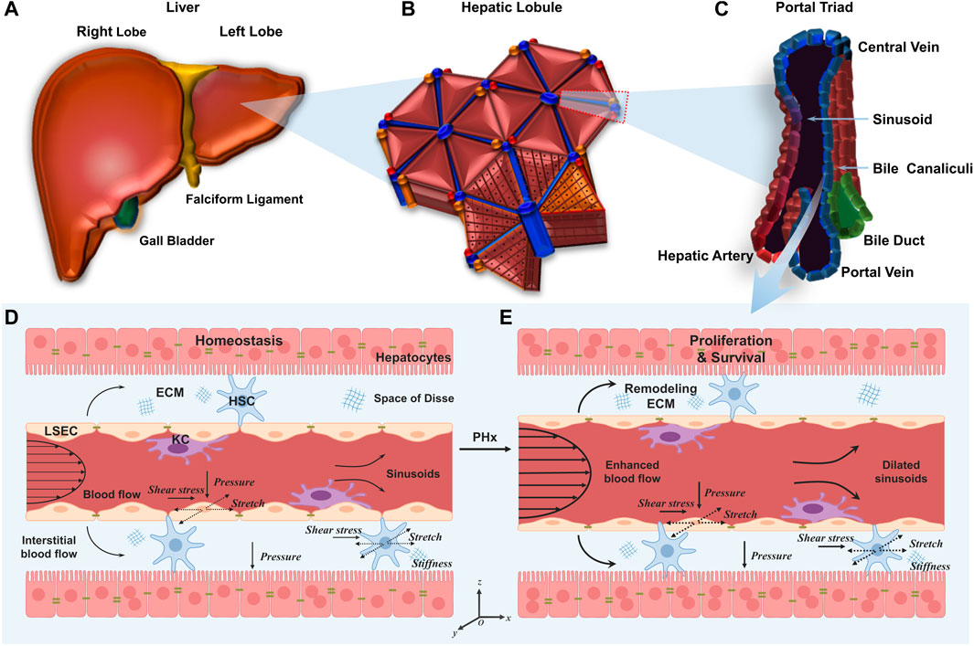 Frontiers | Biomechanics in liver regeneration after partial
