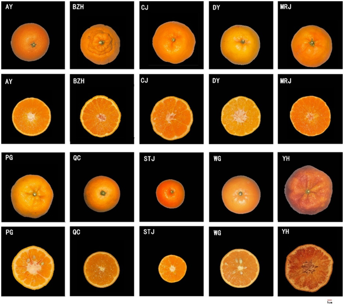 Frontiers | Quality evaluation of citrus varieties based on