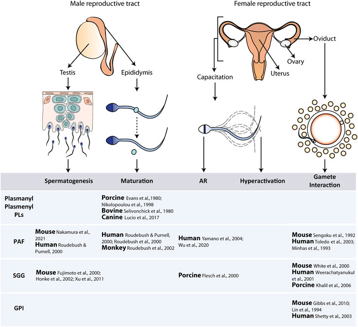 Jinsiy aloqa va vasvasa Lera Kudryavtseva yalangoch uy qurilishi porno video onlayn
