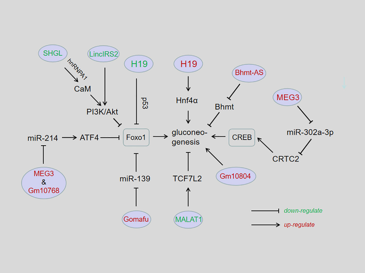 Frontiers | Recent advances of long non-coding RNAs in