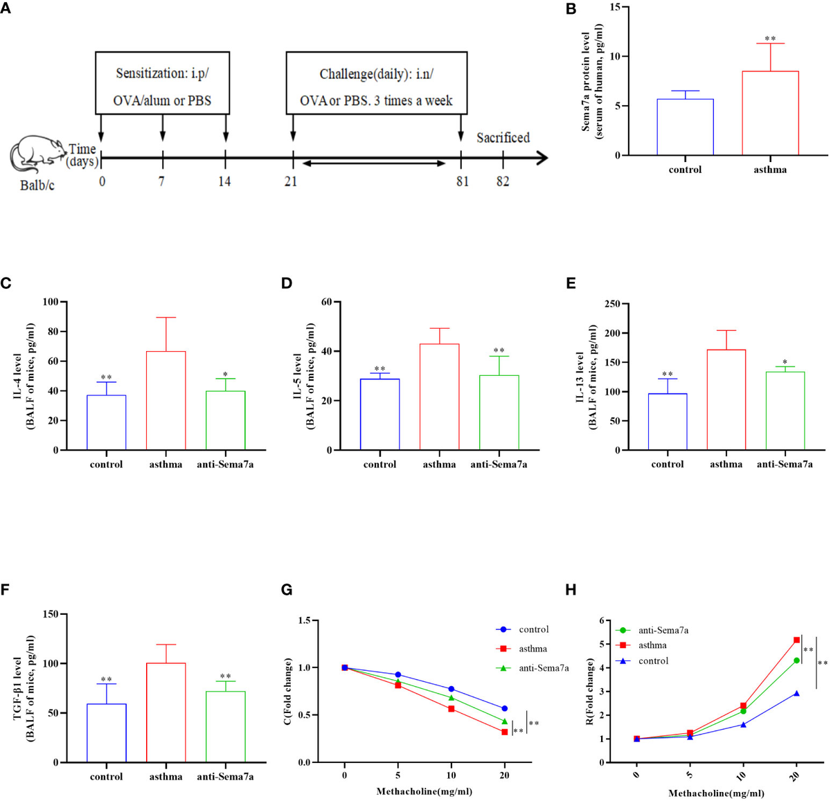 人気の贈り物が 7a Semaphorin | Frontiers aggravates airway TGF-β1-induced ギター