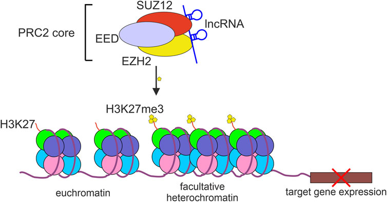 Frontiers | lncRNAs-EZH2 interaction as promising therapeutic target in ...