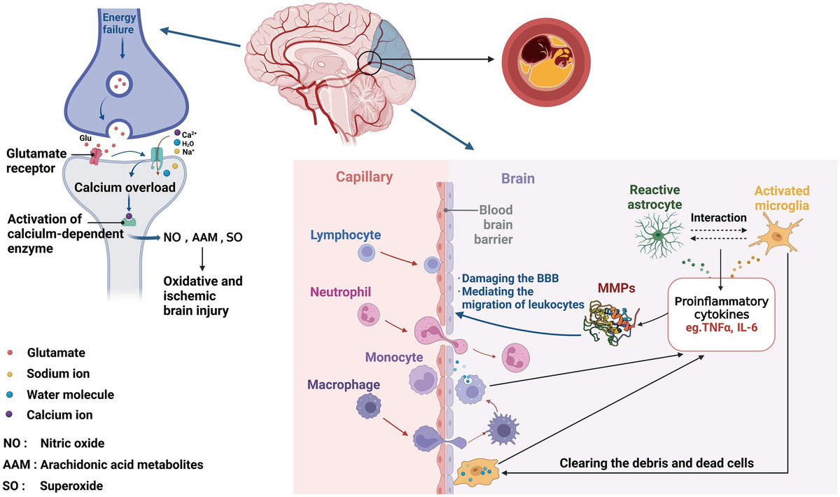 FLT3-ITD Activates RSK1 to Enhance Proliferation and