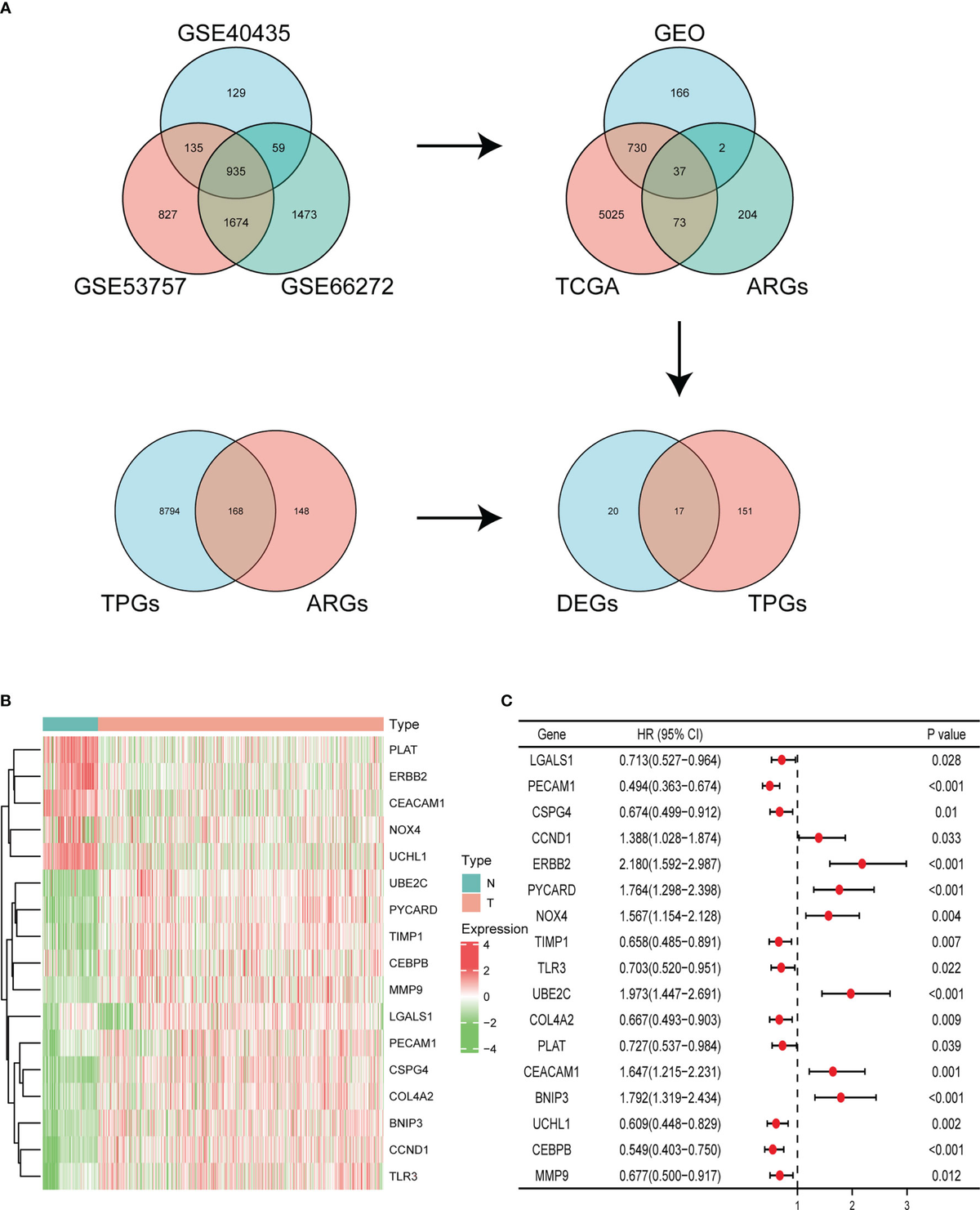 Frontiers | Establishment and validation of a novel anoikis