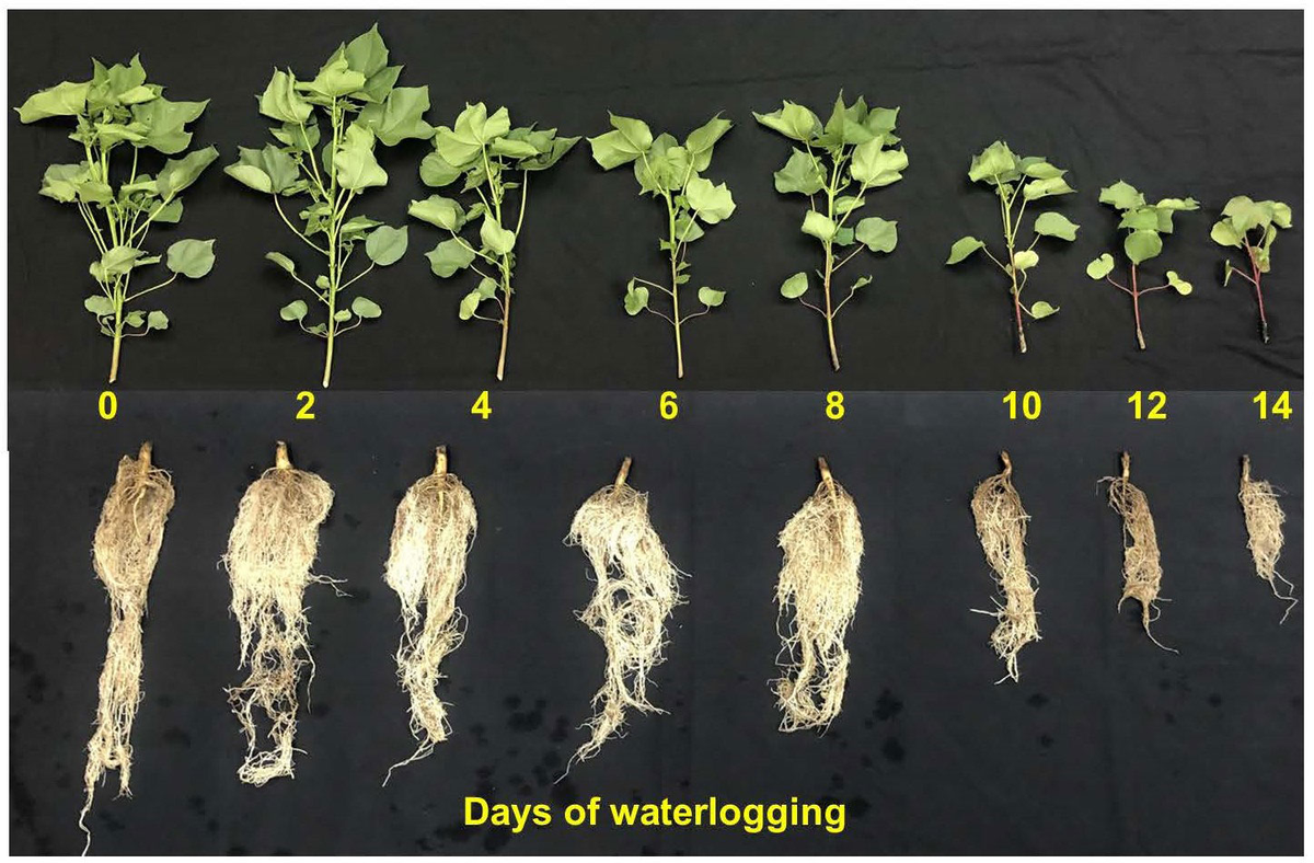 Seasonal and Day–Night Variations in Carbonaceous Aerosols and Their  Light-Absorbing Properties in Guangzhou, China