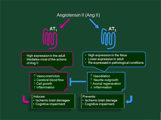 Frontiers | Angiotensin II, a Neuropeptide at the Frontier