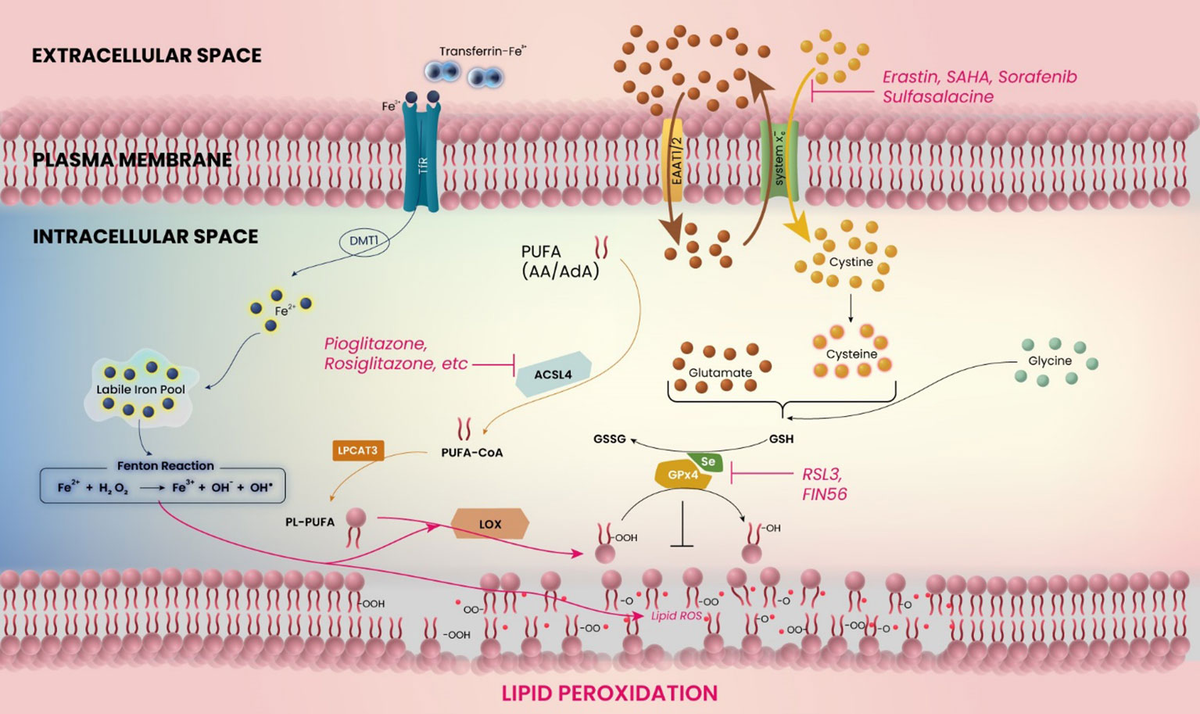 Frontiers | Ferroptosis and PPAR-gamma in the limelight of