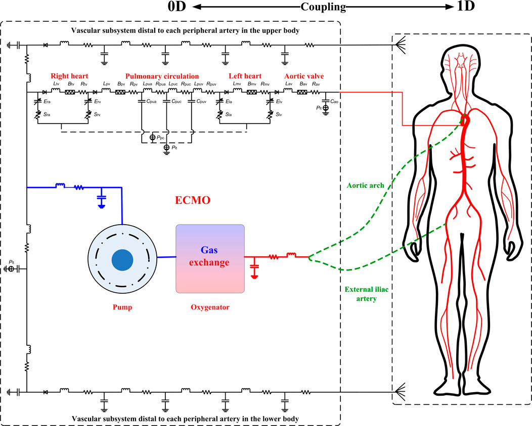 Frontiers | A numerical study of the hemodynamic behavior