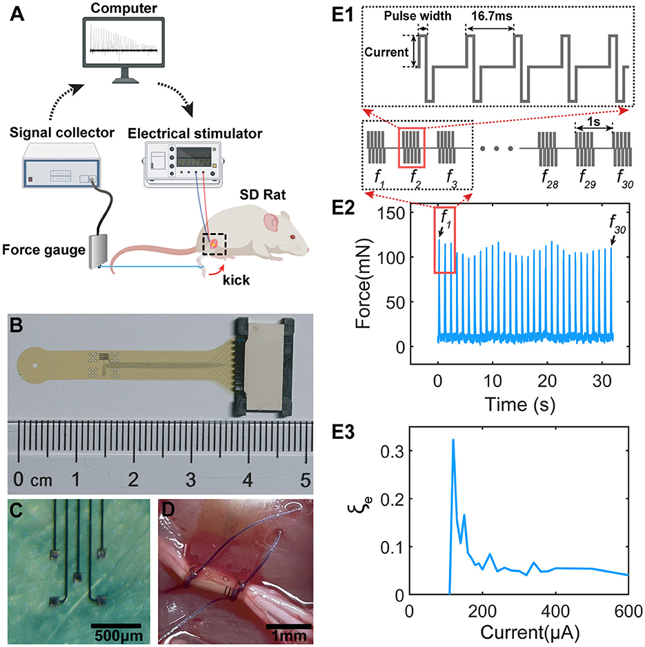Frontiers | The effect of the subthreshold oscillation