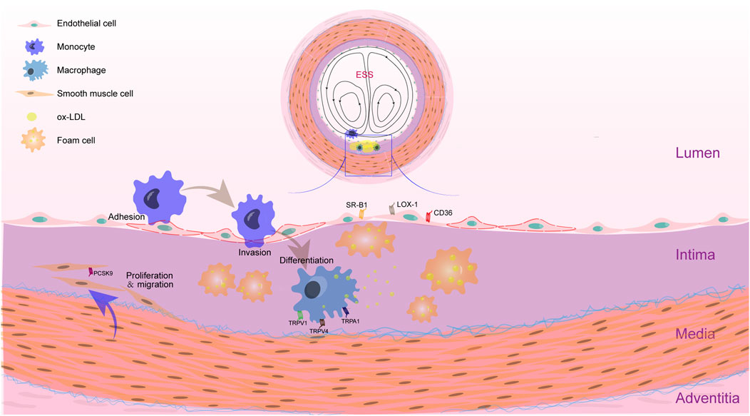 健康・医学 The CELL Histology and Cell Biology: An Introduction to Pathology
