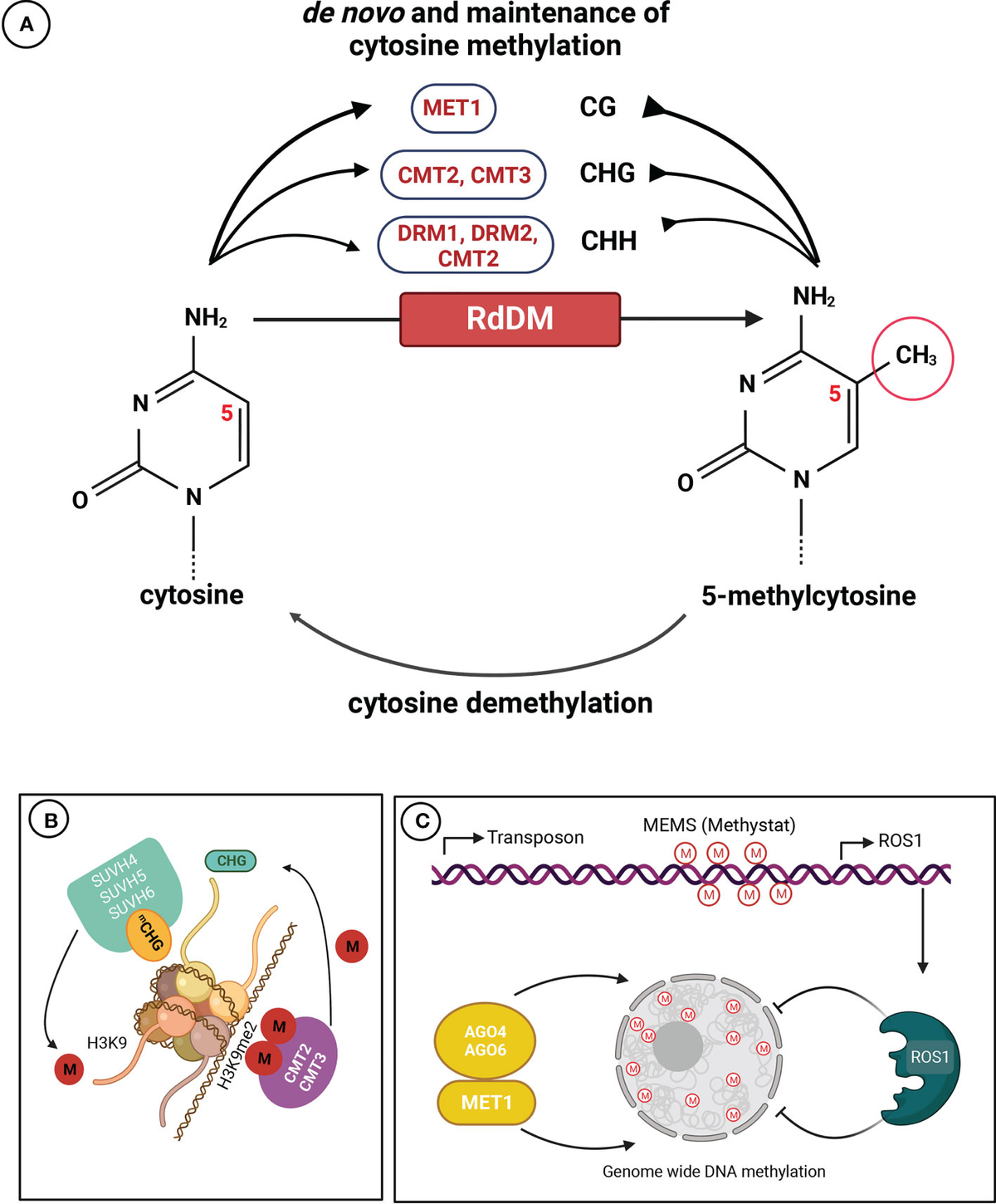 洋書 DNA Methylation Protocols A pan-tissue DNA methylation atlas enables in silico