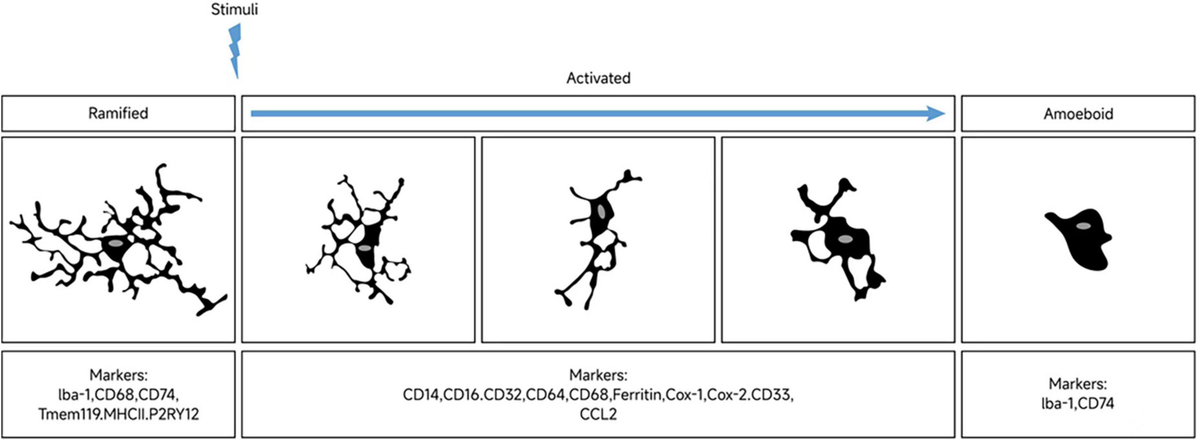 Regulation of microglia polarization after cerebral ischemia - Frontiers