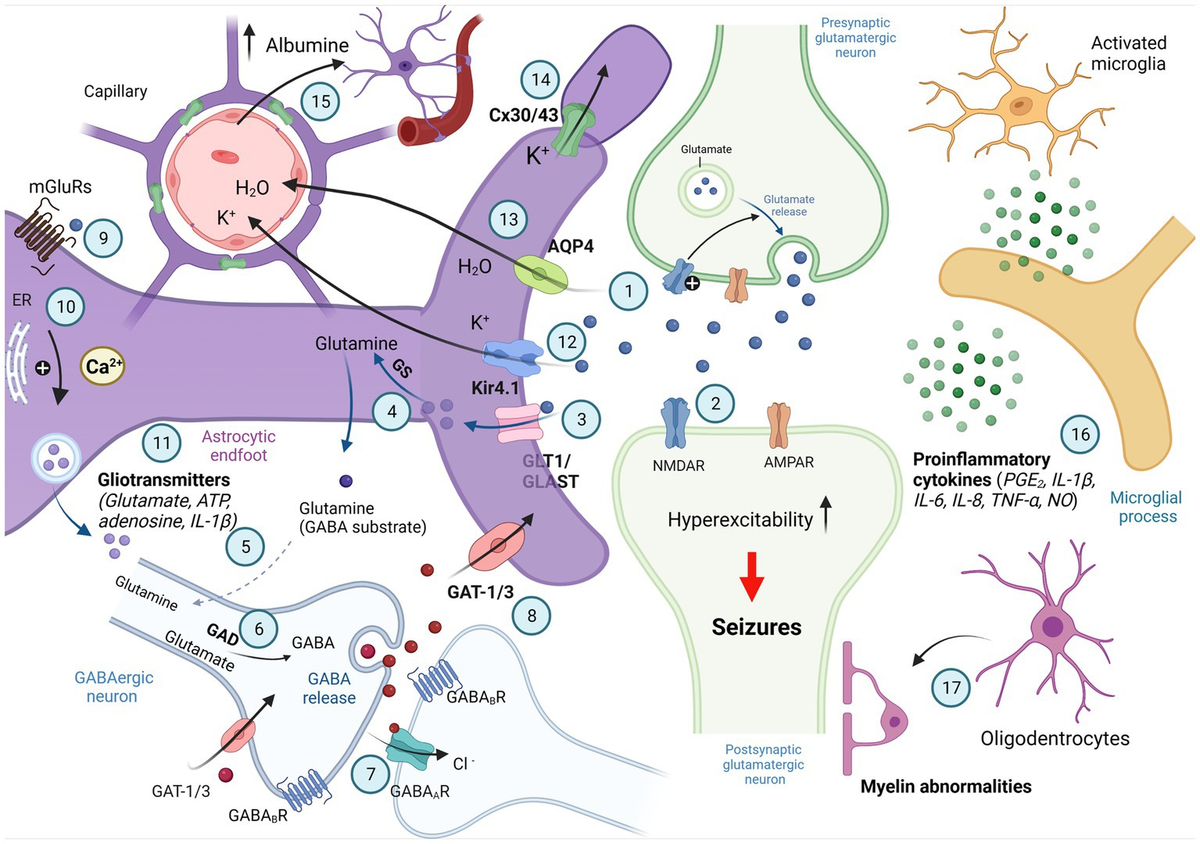 Frontiers Astrocytes as a target for therapeutic strategies in Frontiers Astrocytes as a target for therapeutic strategies in