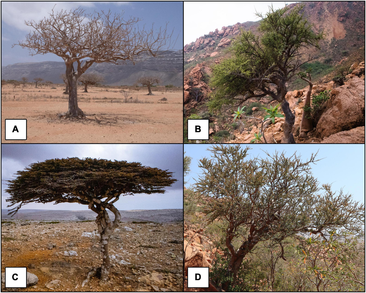 Frontiers | Climate change effects on the potential