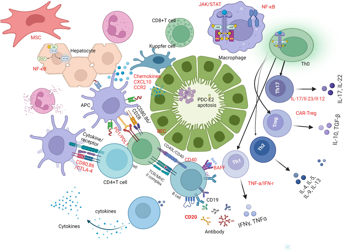 新しいスタイル Frontiers | primary in therapy target Mechanism-based 小物