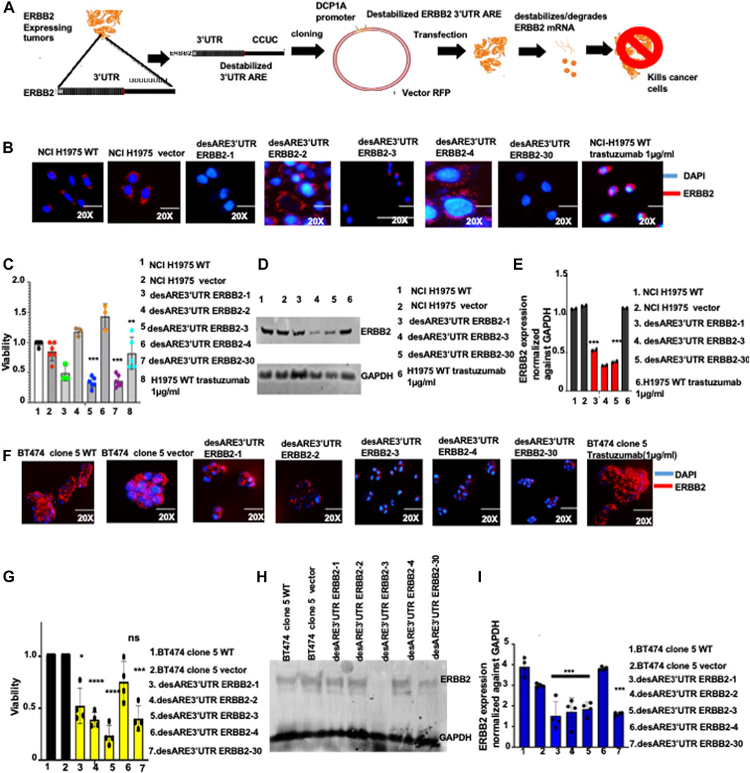 Frontiers | Destabilized 3'UTR elements therapeutically