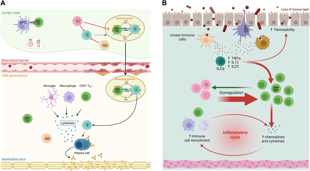 Frontiers | Impact of Anti-CD20 therapies on the immune
