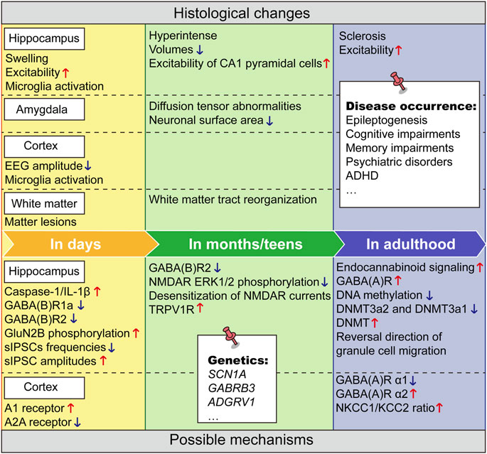 Frontiers | The long-term neurodevelopmental outcomes of Frontiers | The long-term neurodevelopmental outcomes of